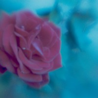 Rose AfterShotPro1©JamesECockroft 20150426