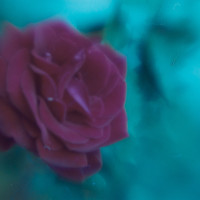 Rose Lightroom1©JamesECockroft 20150426