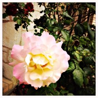 Testy DSPO Test Roll 264©JamesECockroft 20150422