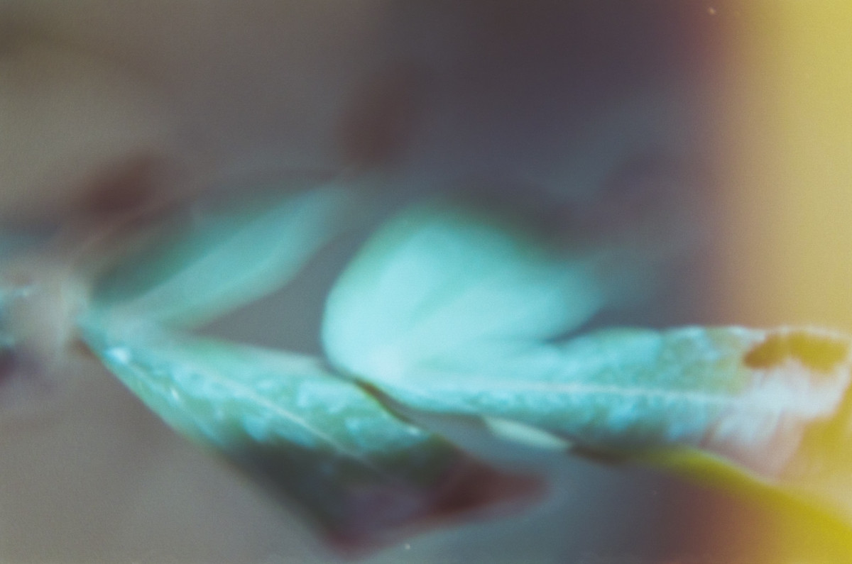 Texas Discovery Gardens14©JamesECockroft 20150426