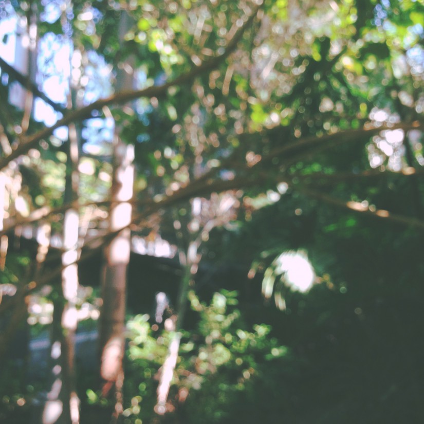 Texas Discovery Gardens32©JamesECockroft 20150404