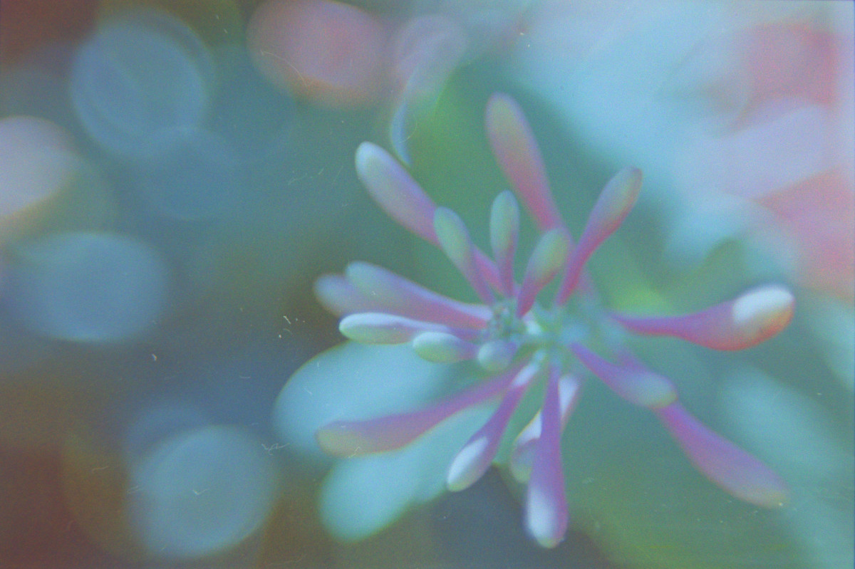 Texas Discovery Gardens40©JamesECockroft 20150426