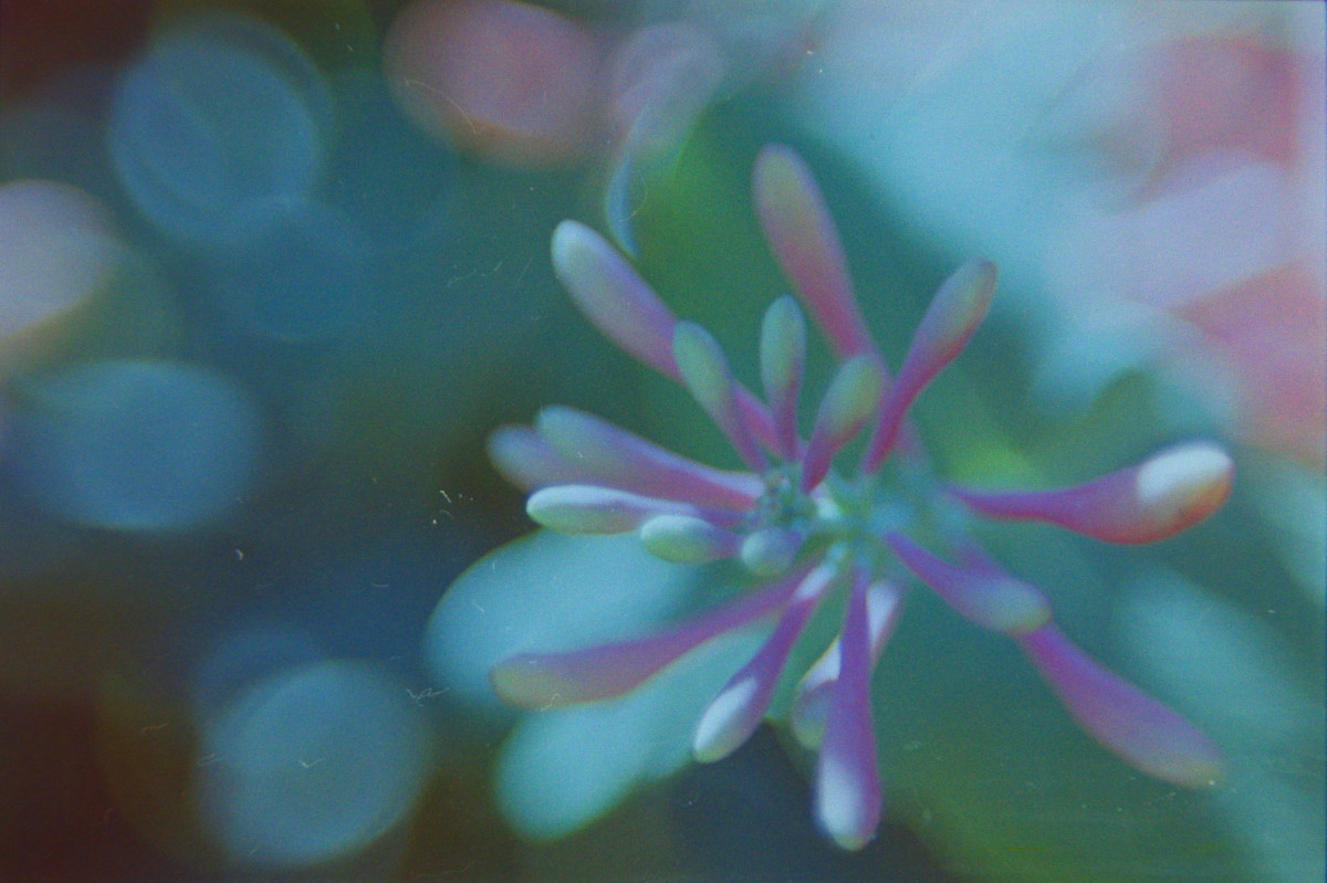 Texas Discovery Gardens40©JamesECockroft 20150426 boosted contrast