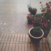 Thirty Six roll 318©JamesECockroft 20150425