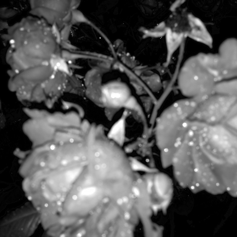 Thirty Six roll 410©JamesECockroft 20150425