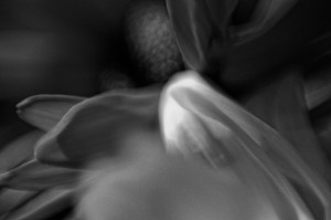 Unnatural 17 ©JamesECockroft 20140130 DxO