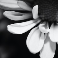 Unnatural 45 ©JamesECockroft 20140130 RPP basic edit A25 TruFilm Simulation