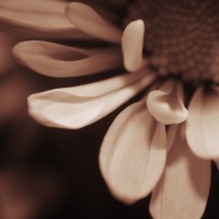 Unnatural 45 ©JamesECockroft 20140130 RPP basic edit Bromportret Sepia Simulation