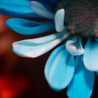 Unnatural 45 ©JamesECockroft 20140130 RPP basic edit Duo TruFilm Simulation