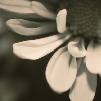 Unnatural 45 ©JamesECockroft 20140130 RPP basic edit IGF Lith Selenium Gold Simulation