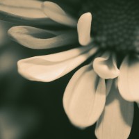 Unnatural 45 ©JamesECockroft 20140130 RPP basic edit IGF Lith Selenium Simulation