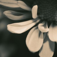 Unnatural 45 ©JamesECockroft 20140130 RPP basic edit IGF Lith Silver Simulation