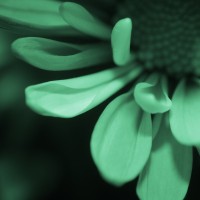 Unnatural 45 ©JamesECockroft 20140130 RPP basic edit Iodocont Green Simulation