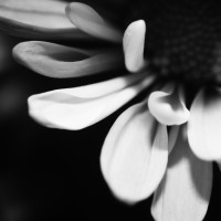 Unnatural 45 ©JamesECockroft 20140130 RPP basic edit KL25 TruFilm Simulation