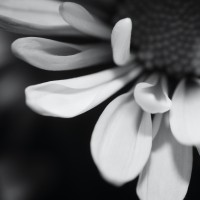 Unnatural 45 ©JamesECockroft 20140130 RPP basic edit P50 TruFilm Simulation