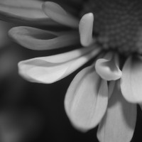 Unnatural 45 ©JamesECockroft 20140130 RPP basic edit Photobrom BW Simulation