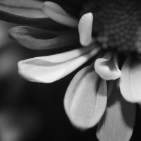 Unnatural 45 ©JamesECockroft 20140130 RPP basic edit TP25 TruFilm Simulation