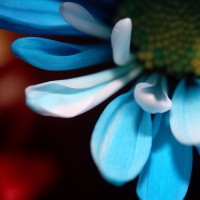 Unnatural 45 ©JamesECockroft 20140130 RPP basic edit V50 TruFilm Simulation