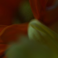 Unnatural 17 ©JamesECockroft 20140130 as shot