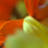 Unnatural 17 ©JamesECockroft 20140130 tint off