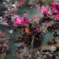 at the nursery D700012©JamesECockroft 20150124