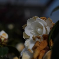 at the nursery D70007©JamesECockroft 20150124