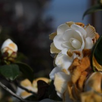 at the nursery D70008©JamesECockroft 20150124