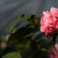 at the nursery D70009©JamesECockroft 20150124