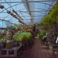 at the nursery with the LC A2©JamesECockroft 20150118