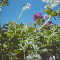 at the nursery with the LC A3©JamesECockroft 20150118