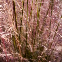 at the nursury C 50502©JamesECockroft 20150118