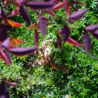 at the nursury C 50503©JamesECockroft 20150118