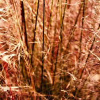 at the nursury before work 26 ©JamesECockroft 20150118