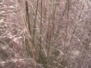 at the nursury before work 26 ©JamesECockroft 20150118 as imported