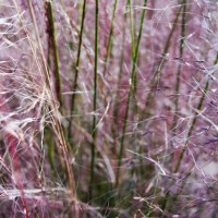 at the nursury before work 26 ©JamesECockroft 20150118