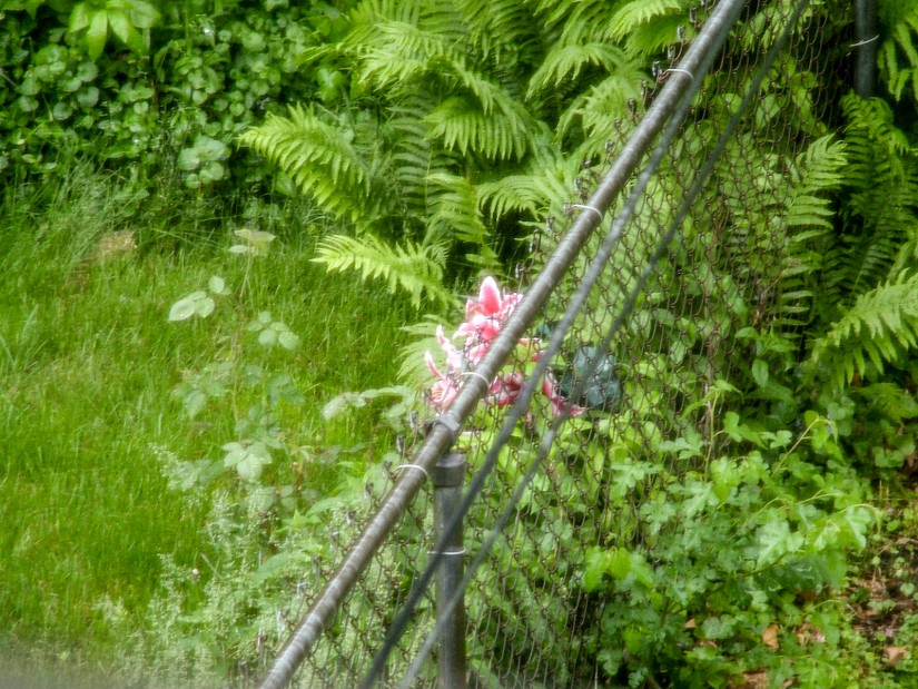 even hacks are sometimes capable of mediocrity1©JamesECockroft 20040510