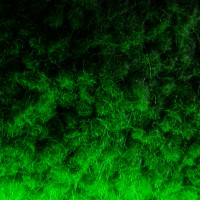 ohne titel1©JamesECockroft 20040430