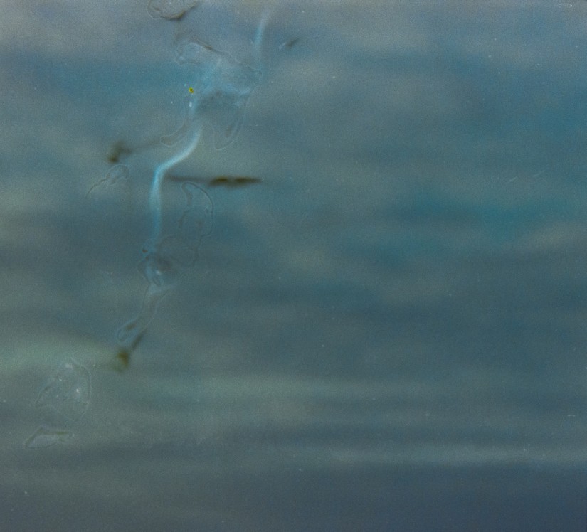 results of biting film©JamesECockroft 20150228