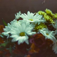 still life with Petzval95©JamesECockroft 20150228